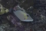 Sufflamen bursa, photographed in Maluku