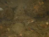 Coal Darter, photographed in Alabama