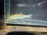 River Shiner, photographed in Ohio