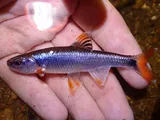 Tricolor Shiner, photographed in Georgia