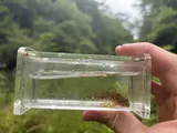 Turquoise Darter, photographed in North Carolina