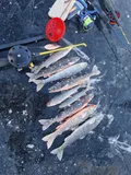 Arctic Char, photographed in Trøndelag