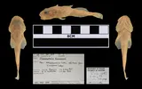 Deepwater Sculpin, photographed in Manitoba (Prov.)