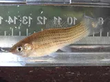 Sailfin Molly, photographed in Florida