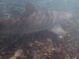 Lemon Shark, photographed in Sal