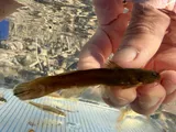 Freckled Madtom, photographed in Arkansas