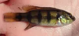 Fiveblotch Jewelfish, photographed in North-West