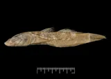 Pacific River Goby