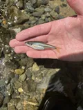 Sandbar Shiner, photographed in North Carolina
