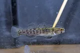 Goldstripe Darter, photographed in Tennessee