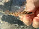 Corrugated Darter, photographed in Tennessee
