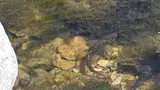 Speckled Dace, photographed in Nevada