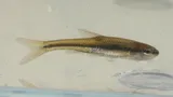 Blacknose Shiner, photographed in Ontario