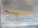 Rio Grande Darter, photographed in Texas