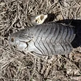 Brown Hoplo, photographed in Florida