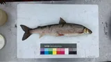 Round Whitefish, photographed in Alaska