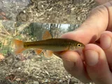 Redtail Chub, photographed in Tennessee