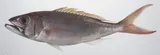 Ironjaw, photographed in Zambales