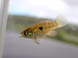 American Flagfish, photographed in Florida