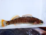 Lipstick Darter, photographed in Alabama