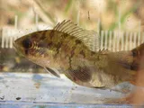 Bluespotted Sunfish, photographed in Florida