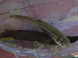 Manantial Roundnose Minnow, photographed in Texas