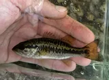Suwannee Bass, photographed in Florida