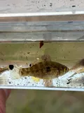 American Flagfish, photographed in Florida