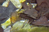 Nueces Roundnose Minnow, photographed in Texas