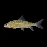 Smallmouth Redhorse, photographed in Ohio