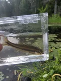 Northern Pearl Dace, photographed in Ontario