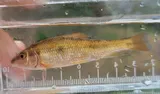 Creek Chubsucker, photographed in Maryland