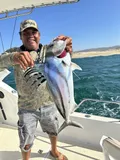 Roosterfish, photographed in Baja California Sur