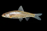 Plains Minnow, photographed in New Mexico