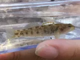 Carolina Fantail Darter, photographed in North Carolina