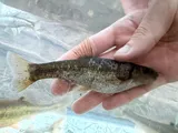 Tonguetied Minnow, photographed in Ohio