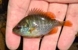 Redspotted Sunfish, photographed in Texas