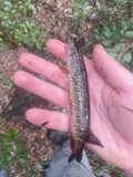 Grass Pickerel, photographed in Georgia
