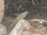 Naniha Goby, photographed in Hawaii