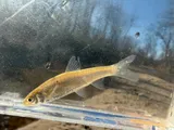 River Shiner, photographed in Tennessee