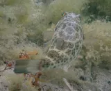 Checkered Puffer, photographed in Monte Cristi