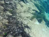 Spotted Sunfish, photographed in Florida