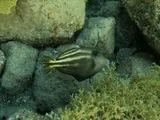 Orangespotted Filefish, photographed in Saint-Pierre