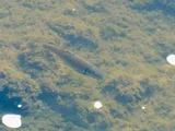 Bluehead Chub, photographed in North Carolina