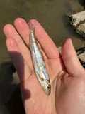 Streamline Chub, photographed in Virginia