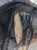 Shorthead Redhorse, photographed in Michigan