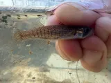 Northern Starhead Topminnow, photographed in Mississippi