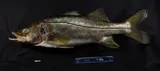 Fat Snook, photographed in Florida