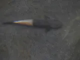 Hiukole Goby, photographed in Hawaii
