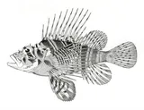 Hawaiian Turkeyfish, photographed in Hawaii